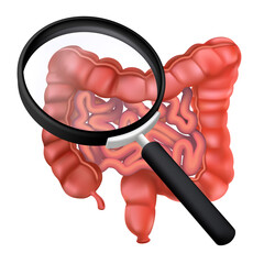 Realistic human intestines under a magnifying glass. 3D vector illustration of the colon. Studies of the gastrointestinal tract. Anatomical concept of an internal organ isolated on a white background