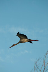 stork in the sky