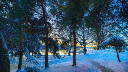 trees in winter