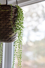 The string of pearls plant in a hanging basket