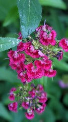 flowers in the garden