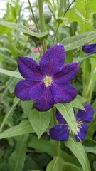 flowers in the garden