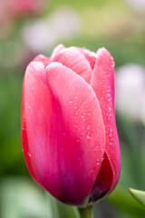 Close up view of a pink flower with s single raindrop