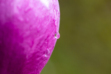Close up view of water droplet on pink flower