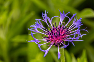 Close up view of a pink and purple spring flower