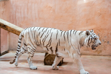 Fototapeta na wymiar Animal: White Tiger walking at the zoo