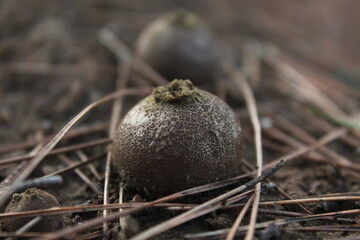 autumn, devil's apple and pine tree thorns