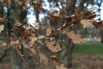 dried leaves of oak