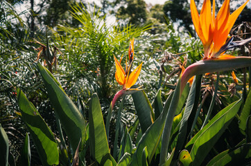 Bird of paradise flower