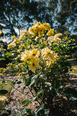 yellow flowers in the garden