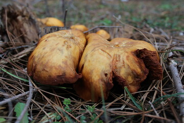 orange mushroom and pine tree spines