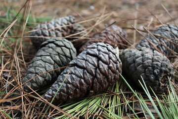 dried pine cones and thorns