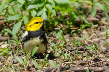 Fototapeta premium Black-throated green warbler in spring on the ground