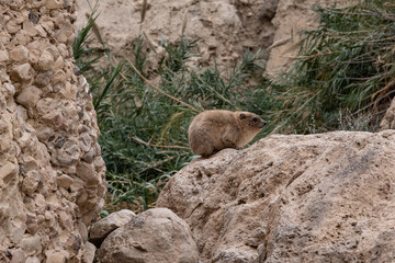 A Rock Rabbit warming itself on a rock in Nahal David Nature Reserve, Ein Gedi Nature Reserve in Judean desert, Israel.