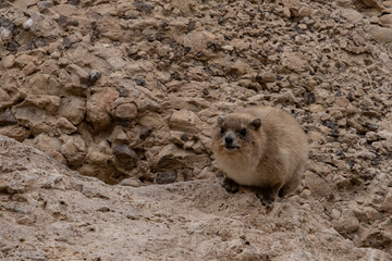 A Rock Rabbit warming itself on a rock in Nahal David Nature Reserve, Ein Gedi Nature Reserve in Judean desert, Israel.
