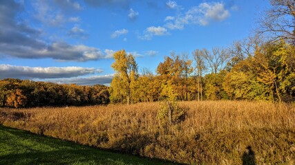Fototapeta premium autumn landscape in the forest
