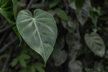 Fotografia de Folhas