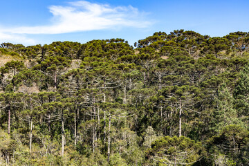 Araucaria forest
