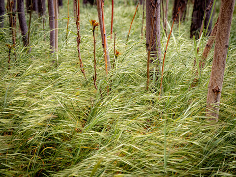 Bright green, wind-swept grass under young tree trunks, full-frame, close up
