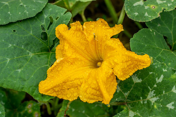 yellow pumpkin flower