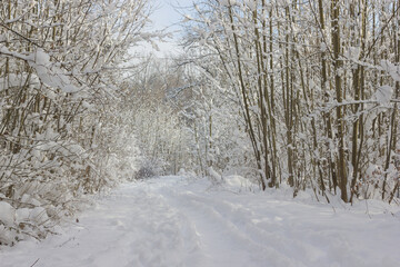 winter, winterlandschaft, schnee, wald, baum, b&auml;ume, natur, spaziergang, spur, spuren, spuren im schnee