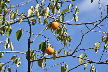 残し柿　秋の風景