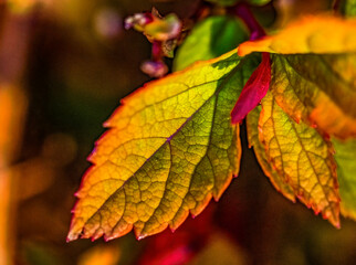 Japanese Meadowsweet