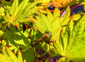 Japanese Maple Tree Frog
