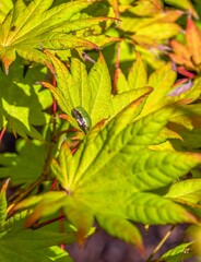 Japanese Maple Tree Frog