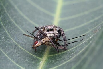 Hyllus Semicupreus with prey