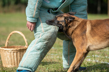 berger belge malinois en ring 