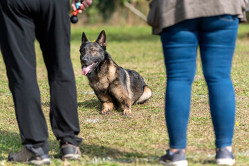 berger allemand en ring