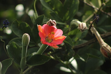 Flor de curuba