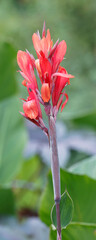 (Canna indica)  Indisches Blumenrohr. Stangel mit gr&uuml;nen Kron- sowie drei Kelchbl&auml;ttern in Rot