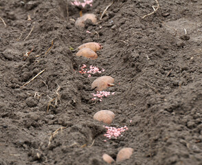 Fototapeta na wymiar Seed potatoes are planted in rows in the soil before wrapping