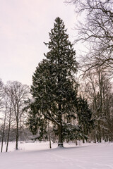 A big spruce in the park. Snow is snowing. Winter.