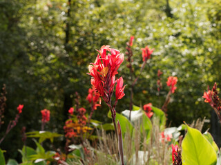 Blühen von Indisches Blumenrohr oder Canna indica in Rot oder Rosa