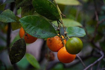 oranges on tree