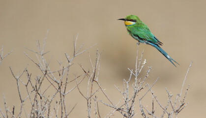 Swallow-tailed Bee-eater in the Kgalagadi