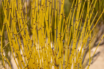 Yellow Stems of Mormon Tea Plant Growing In Canyonlands