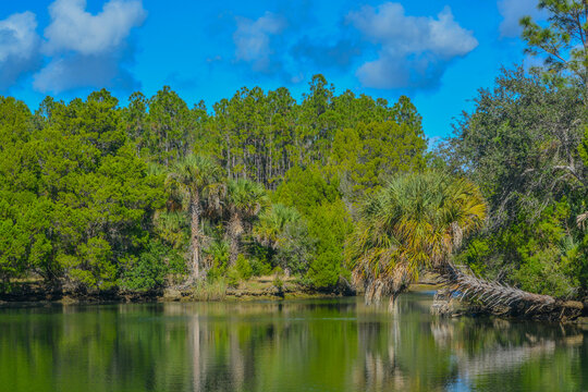 Crystal River Has Natural Springs Feeding It. Crystal River Preserve State Park Is In Citrus County, Florida