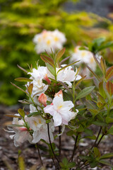 Flowering bush of white azalea in a spring garden.