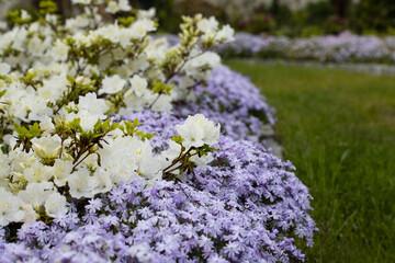 Obraz premium Little flowers blooming velvet, pink phlox and white azalea in the spring garden.