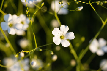 Small white flowers in a garden. Baby's-breath floral background. Gypsophila.