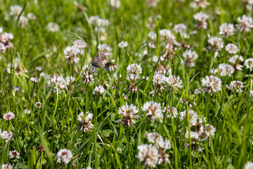 Fototapeta premium The sweet white clover on green sunny spring meadow. Luminous blurred background with light bokeh and short depth of field.
