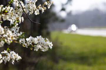 Beautiful magic spring scene with sakura flowers. Flowers macro close up in nature.