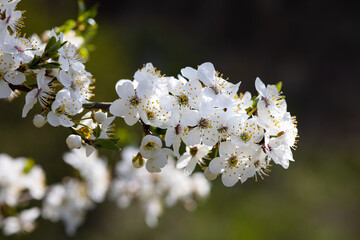 Beautiful magic spring scene with sakura flowers. Flowers macro close up in nature.
