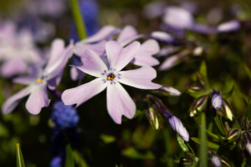 Little flowers blooming velvet, pink phlox in the spring garden.
