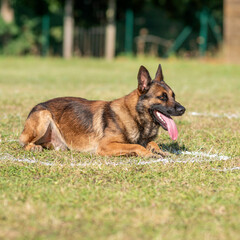 berger belge malinois en ring 