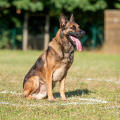 berger belge malinois en ring 